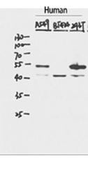 WB - p53 Polyclonal Antibody AP71712